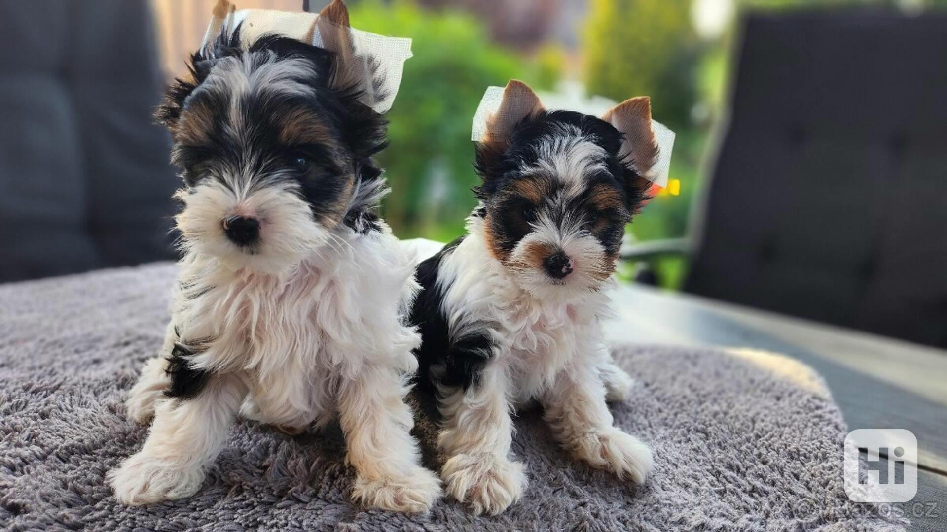 Biewer jorkšírský teriér (biewer yorki) - foto 1