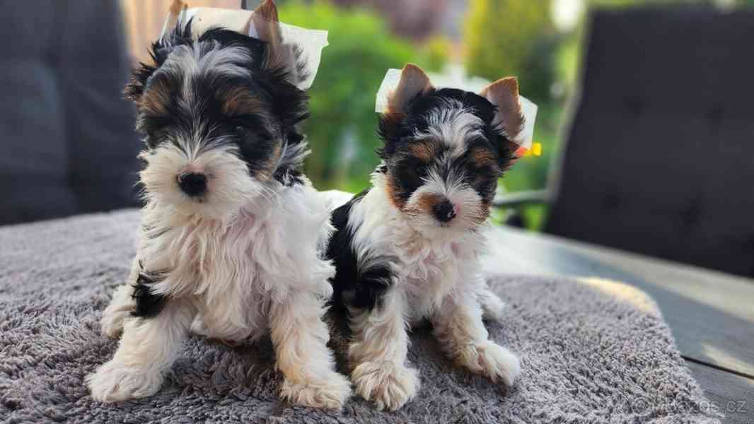 Biewer jorkšírský teriér (biewer yorki) - foto 1