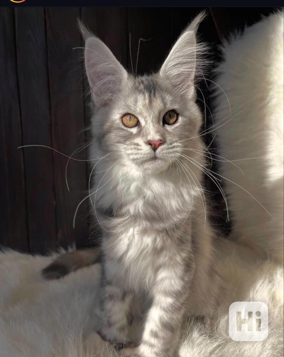 Tato okouzlující koťátka Mainské mývalí kočky – kluci i holč - foto 1