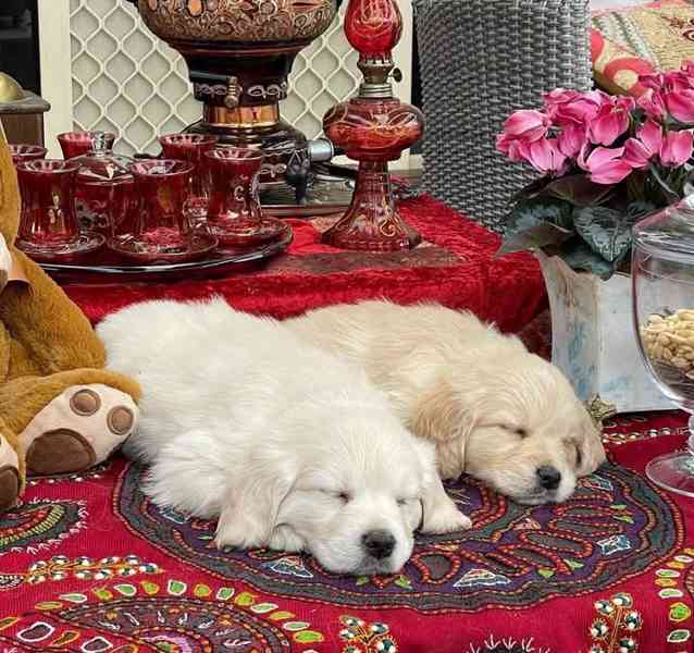 Perfektní štěňata zlatého retrívra k novému domovu - foto 1