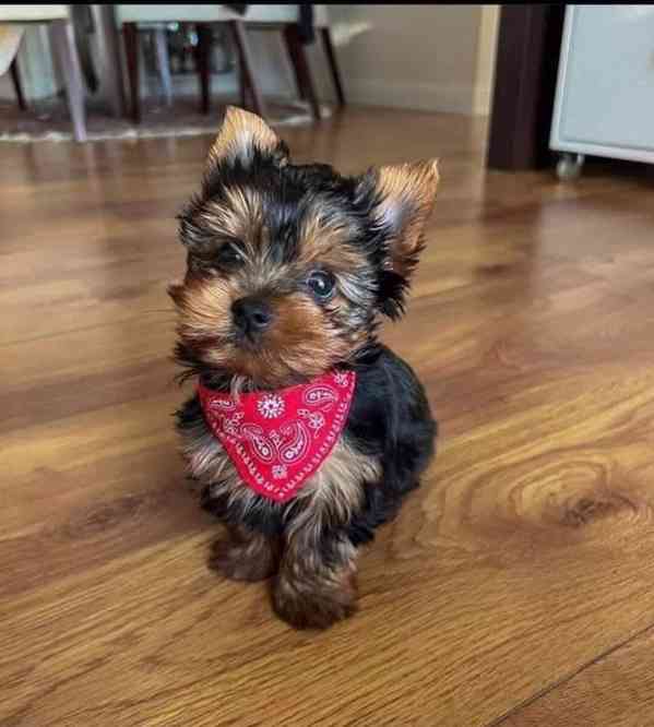 Štěňata yorkshirského kita k adopci zdarma - foto 1