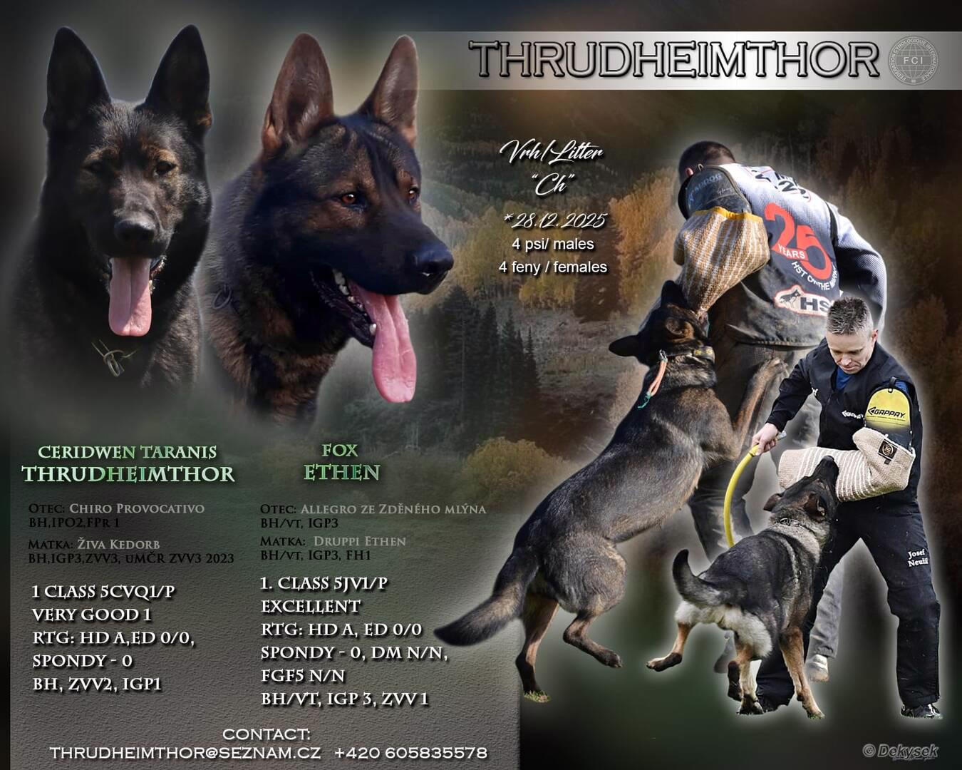 Německý Ovčák s PP - foto 1