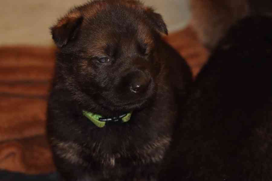 Německý Ovčák s PP - foto 5