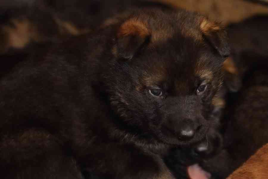 Německý Ovčák s PP - foto 8