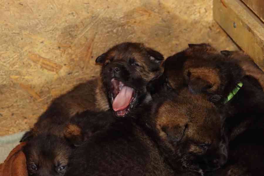 Německý Ovčák s PP - foto 4