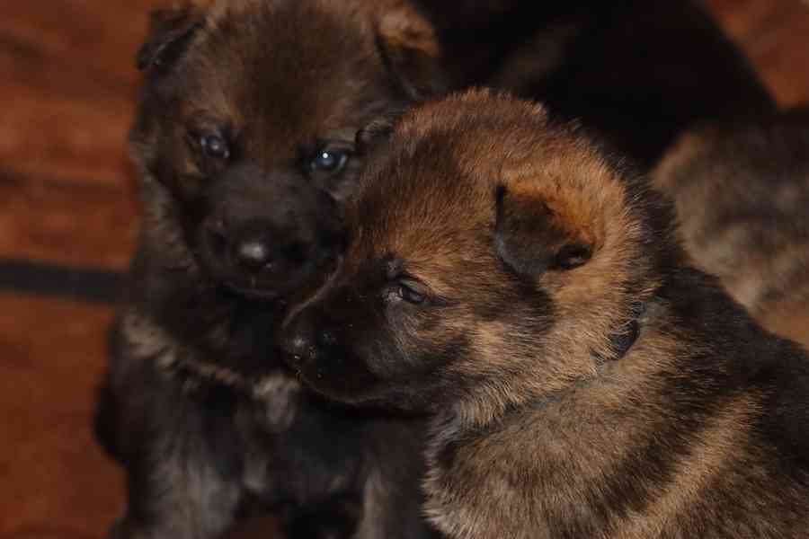 Německý Ovčák s PP - foto 3