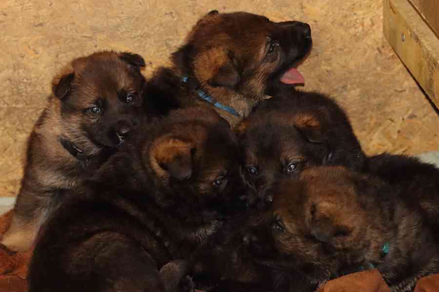 Německý Ovčák s PP - foto 2