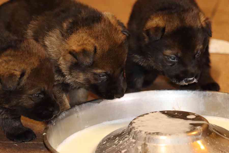 Německý Ovčák s PP - foto 6