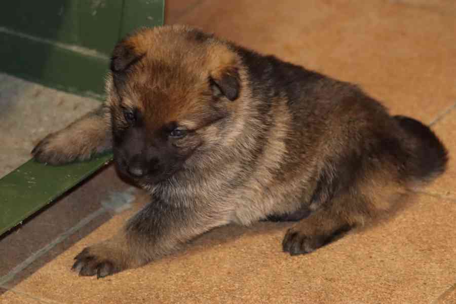 Německý Ovčák s PP - foto 7