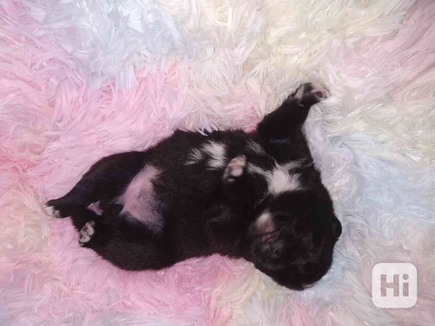 Německý špic vlčí a černý  - foto 1