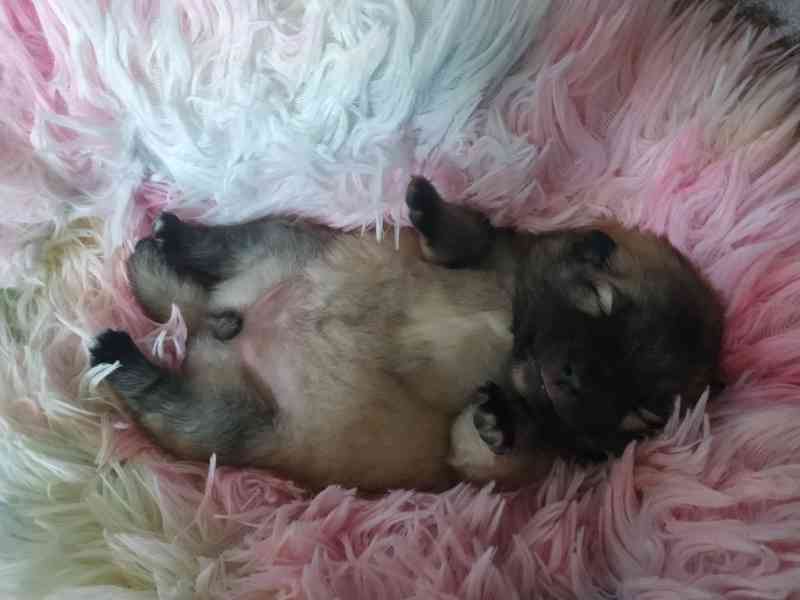 Německý špic vlčí a černý  - foto 2