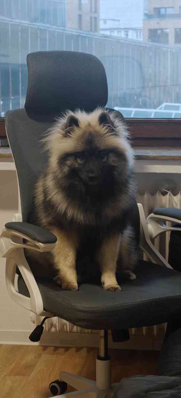 Německý špic vlčí a černý  - foto 6