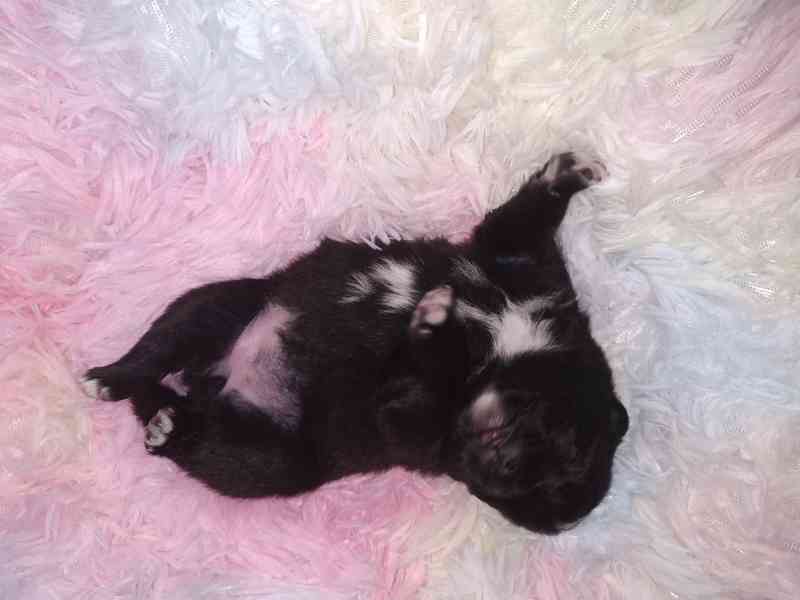 Německý špic vlčí a černý  - foto 1