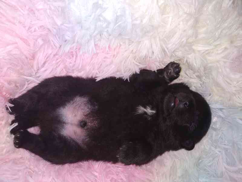 Německý špic vlčí a černý  - foto 5