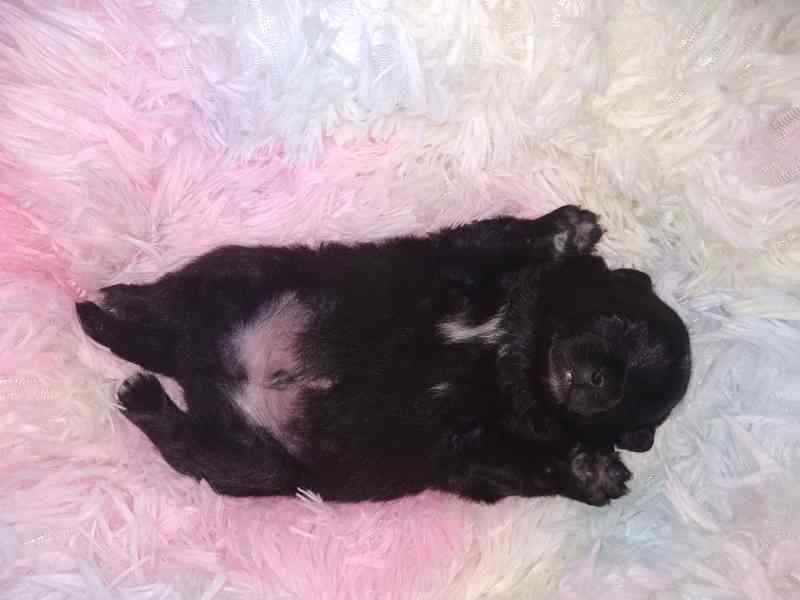 Německý špic vlčí a černý  - foto 4