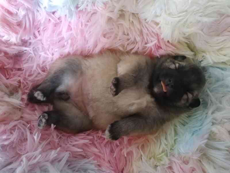 Německý špic vlčí a černý  - foto 3