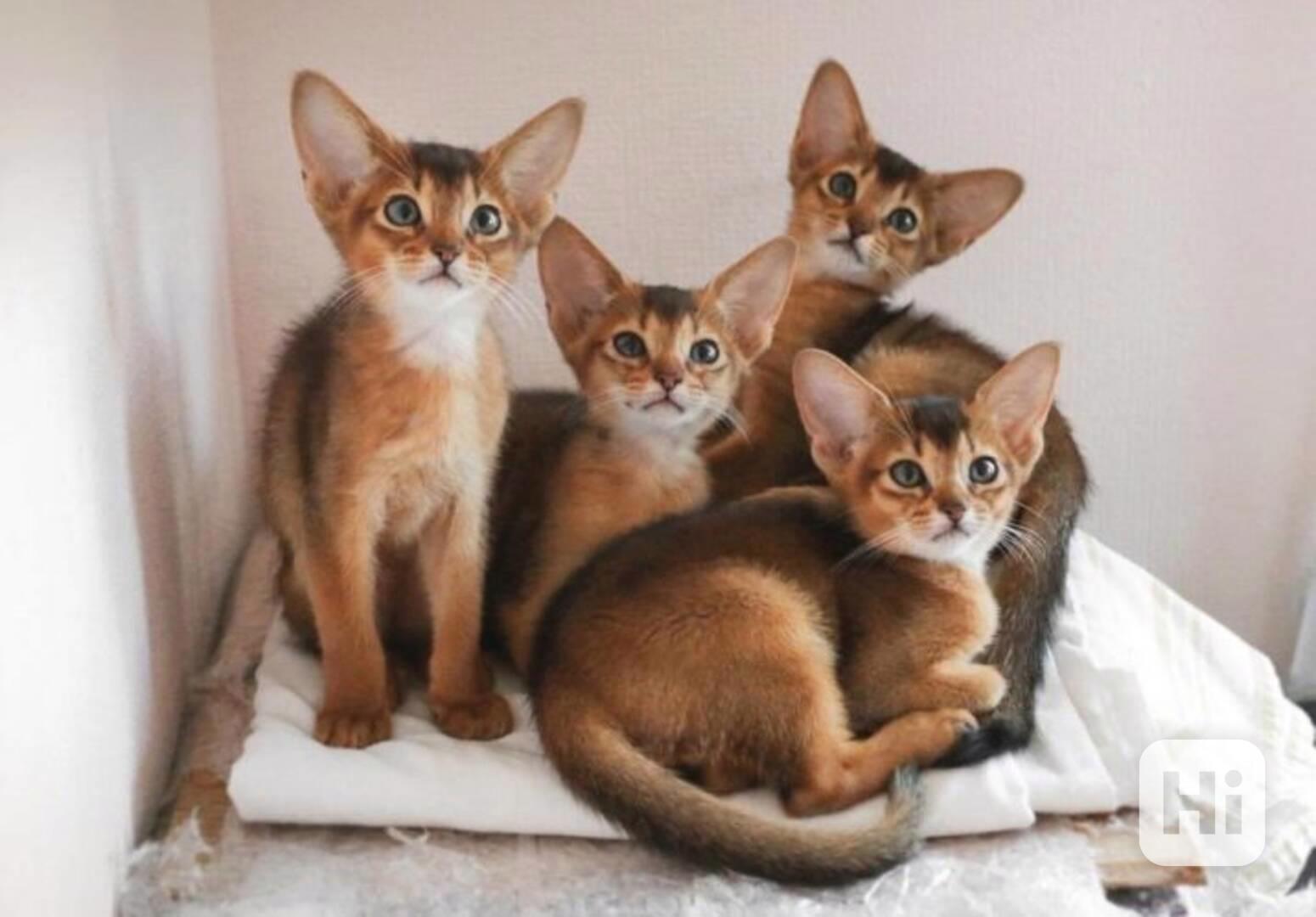 Chausie koťata - foto 1