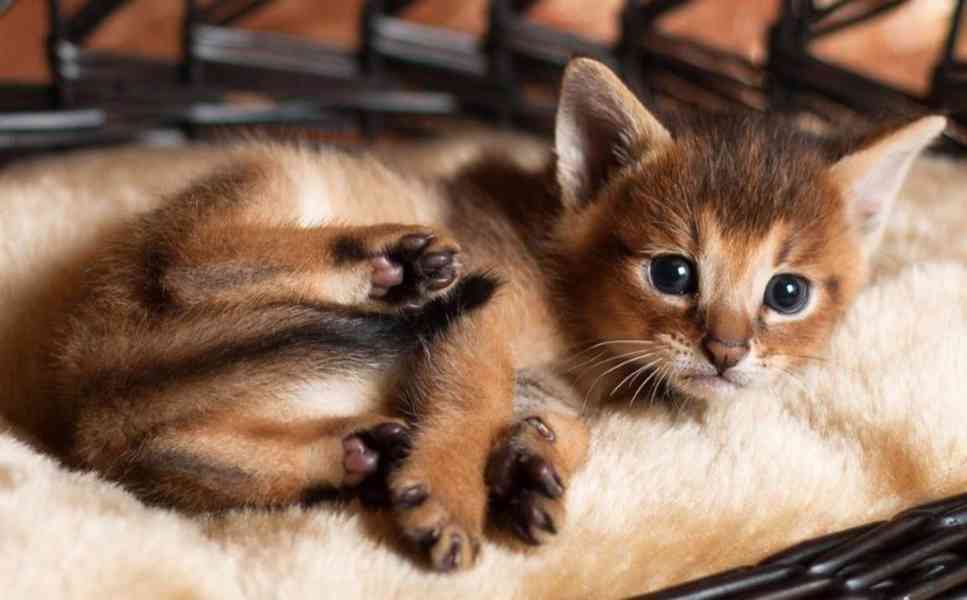 Chausie koťata - foto 2
