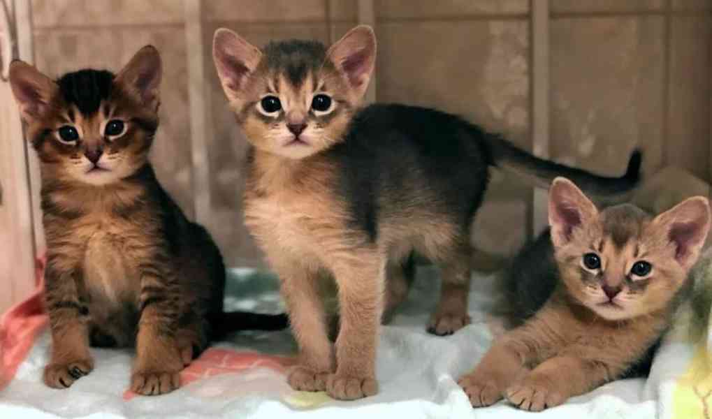 Chausie koťata - foto 4