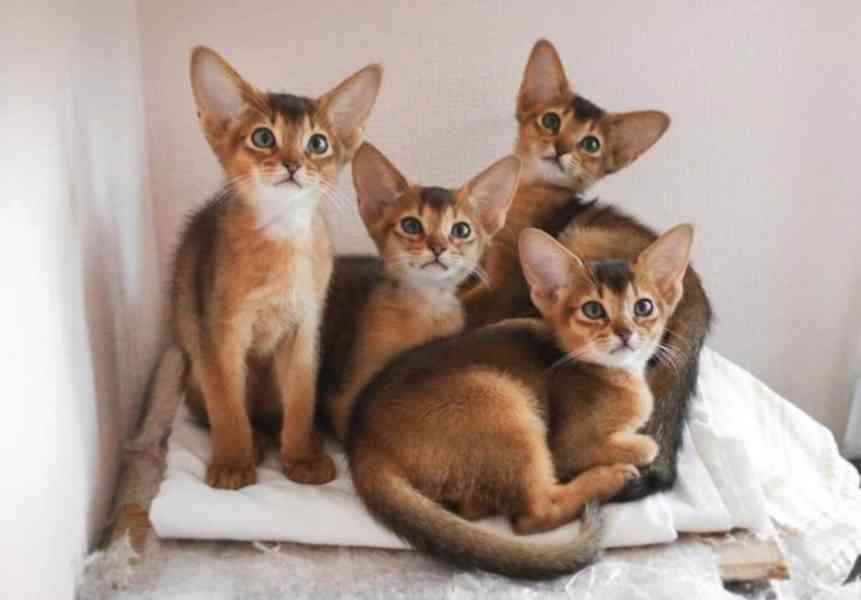 Chausie koťata - foto 1