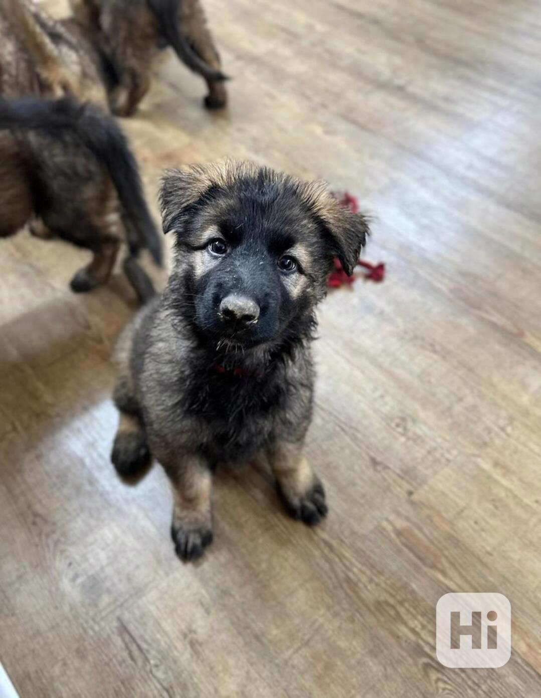 🐾 Štěňata dlouhosrstého německého ovčáka - foto 1