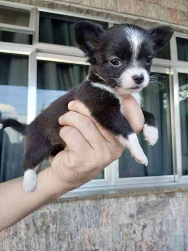 Štěňata čivavy, 11 týdnů stará - foto 1