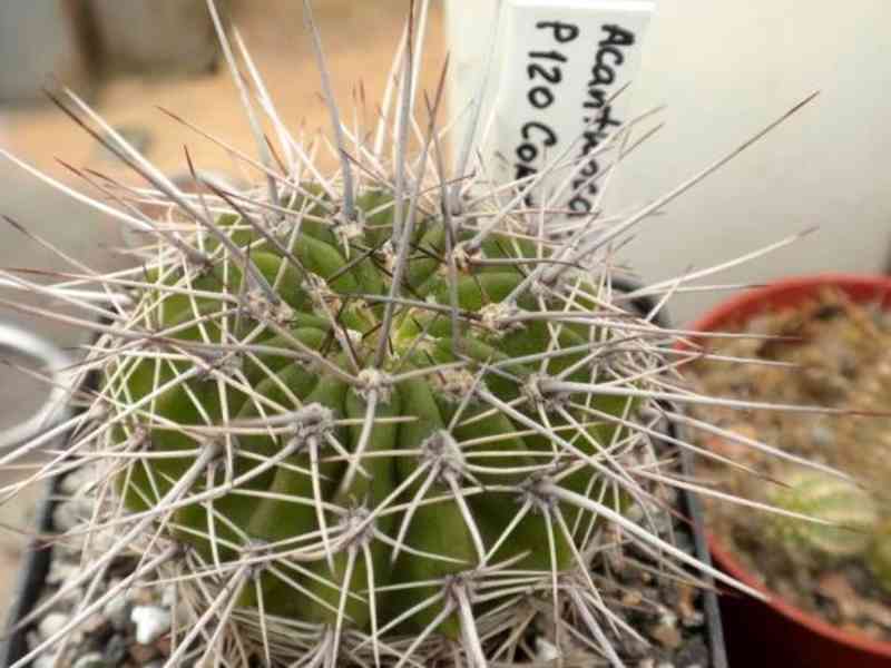 semena kaktus Acanthocalycium klimpelianu P120 - foto 1