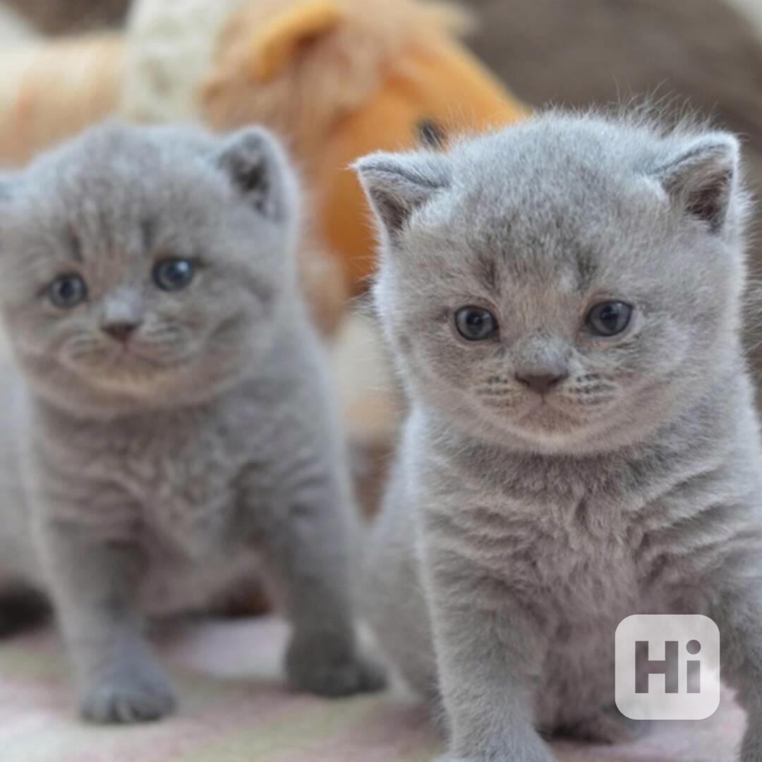koťata britské krátkosrsté šelmy k adopci - foto 1