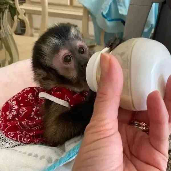 Máme k dispozici tři kapucínské opice - foto 2