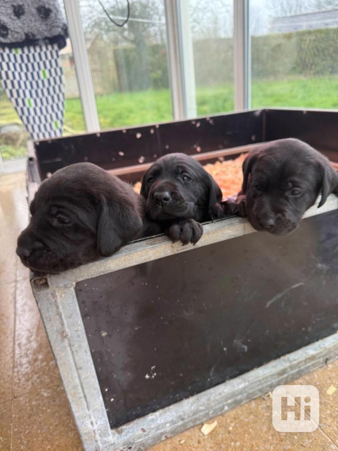 Labradorský retrívr.. - foto 1