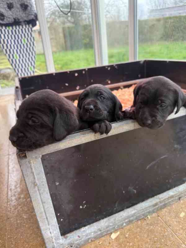 Labradorský retrívr..