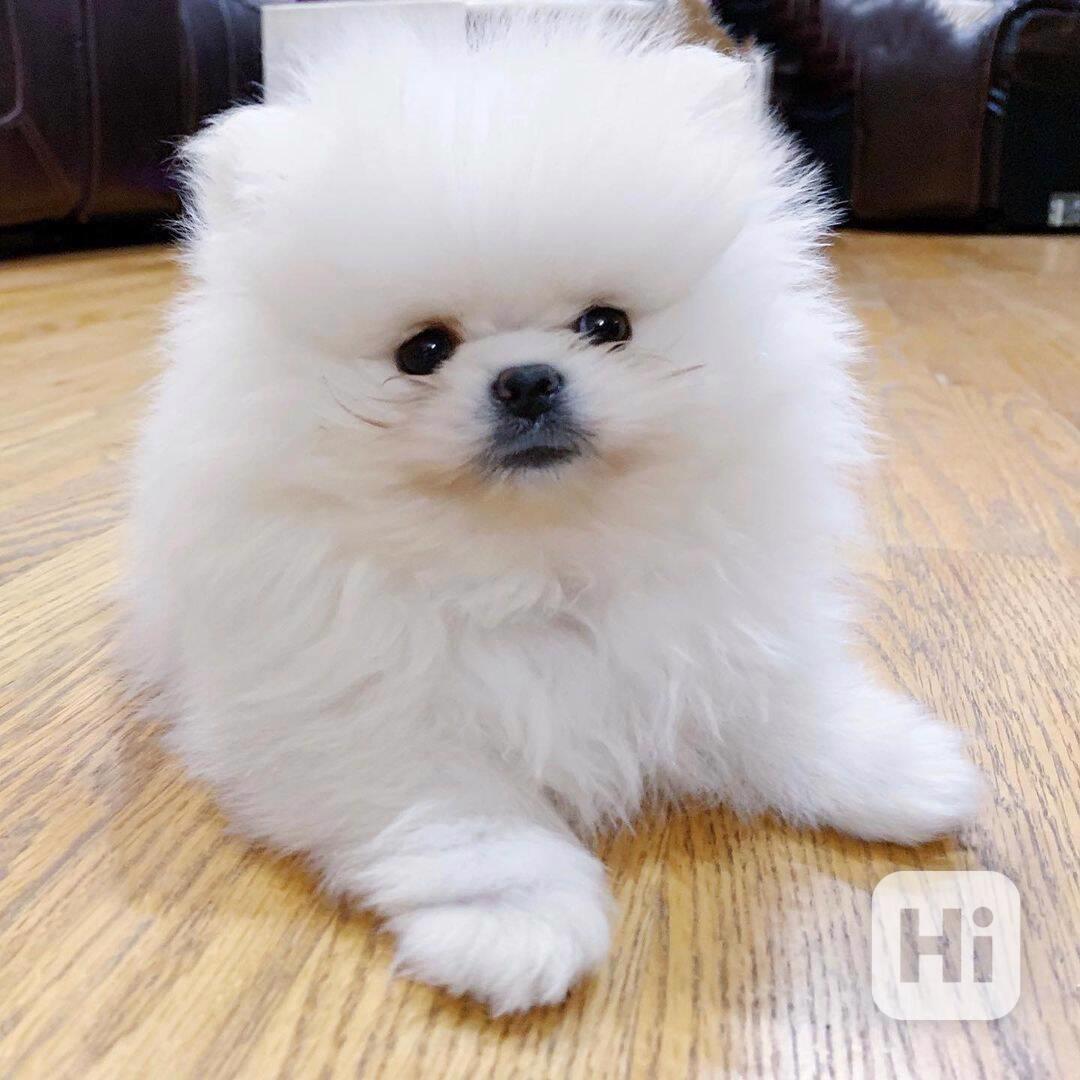 Štěňata pomeraniana k dispozici k adopci - foto 1