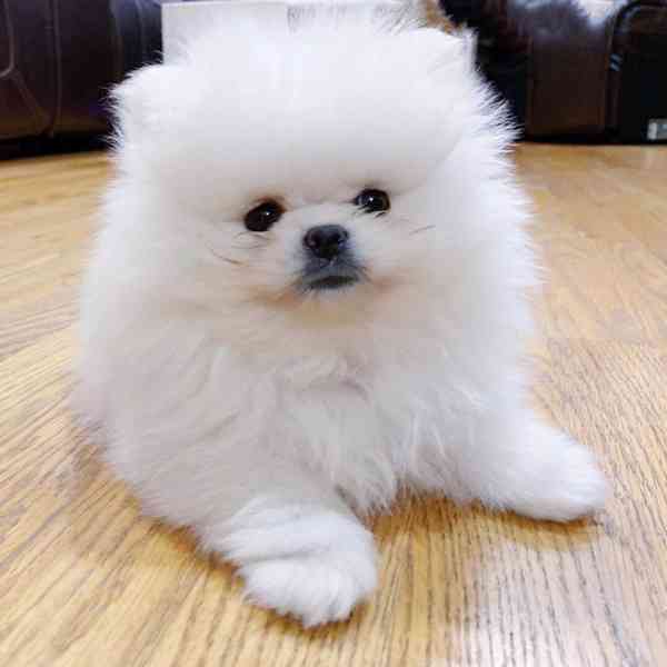 Štěňata pomeraniana k dispozici k adopci