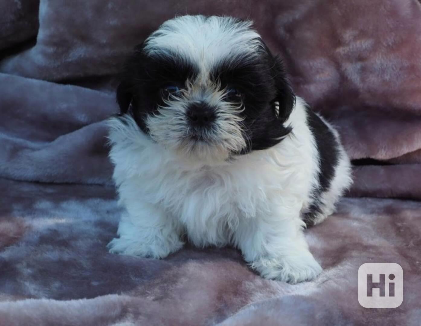 Potvrzená registrovaná štěňata Shih Tzu samci a samice. - foto 1