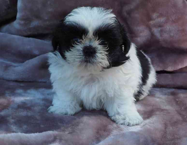 Potvrzená registrovaná štěňata Shih Tzu samci a samice. - foto 1