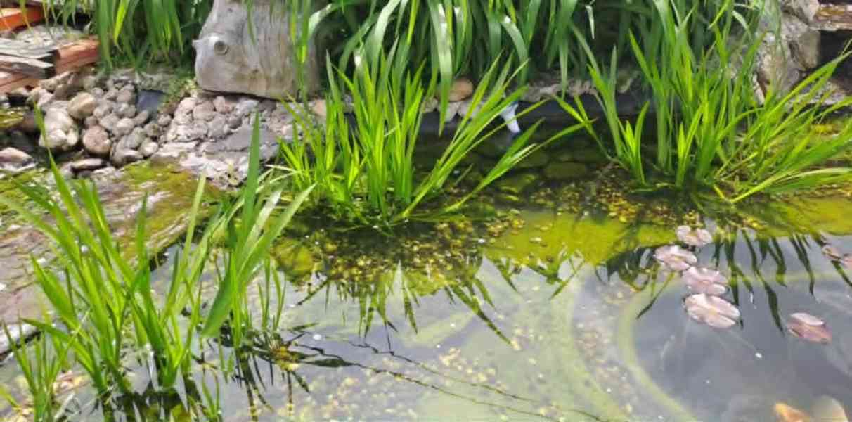 Prodám. Puškvorec obecný Cena 99 kč za trs cca 30 × 25cm. vy - foto 3