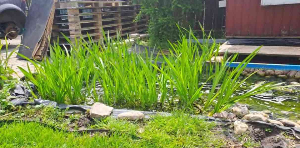 Prodám. Puškvorec obecný Cena 99 kč za trs cca 30 × 25cm. vy - foto 4