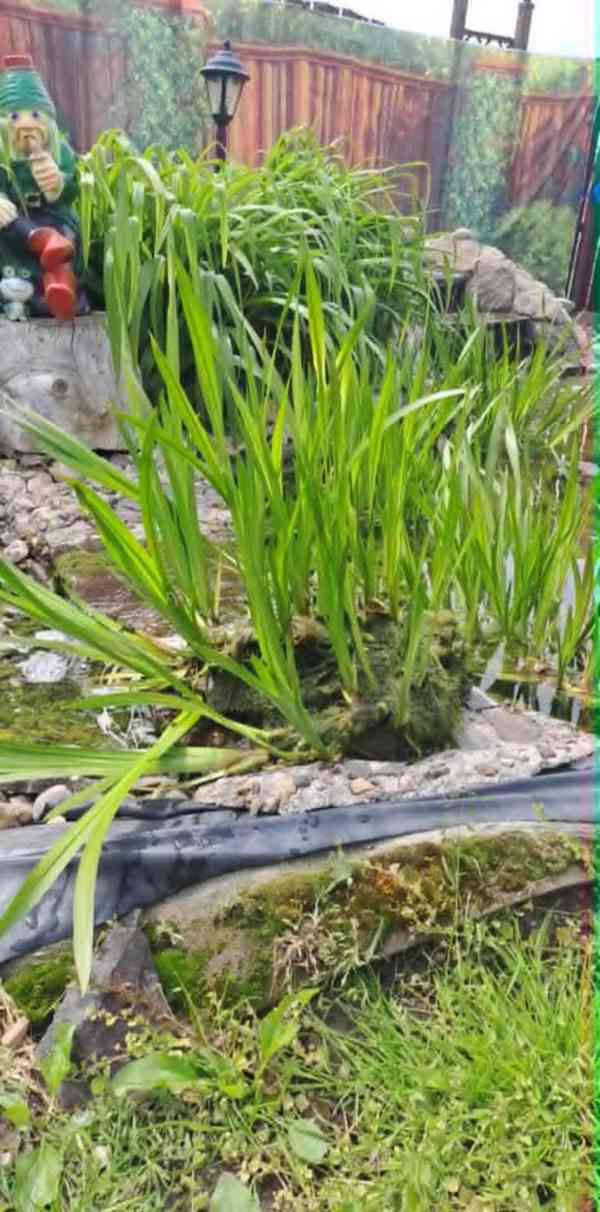 Prodám. Puškvorec obecný Cena 99 kč za trs cca 30 × 25cm. vy - foto 2