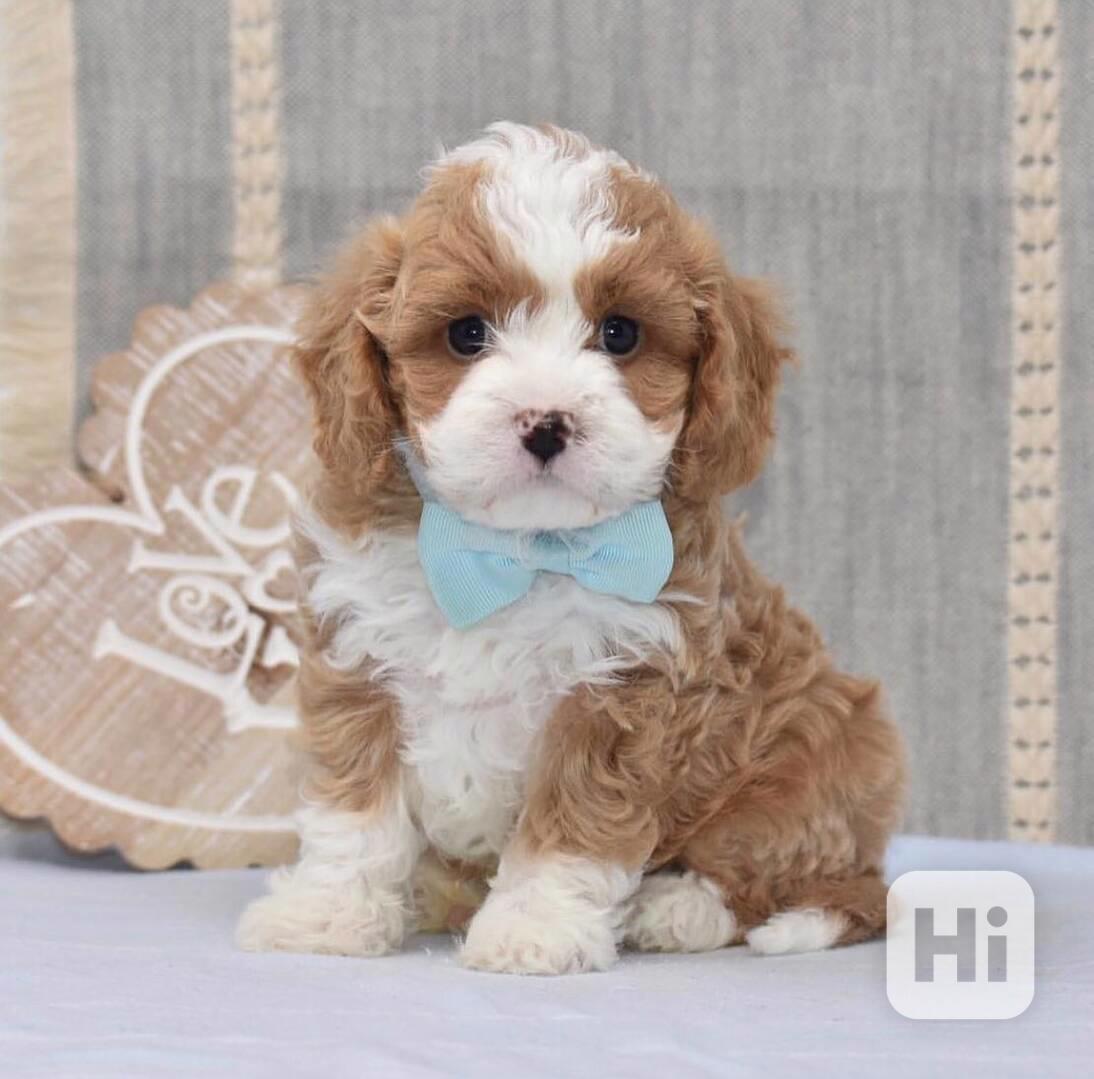 🐶💕 Štěňata cavapoo k adopci! - foto 1