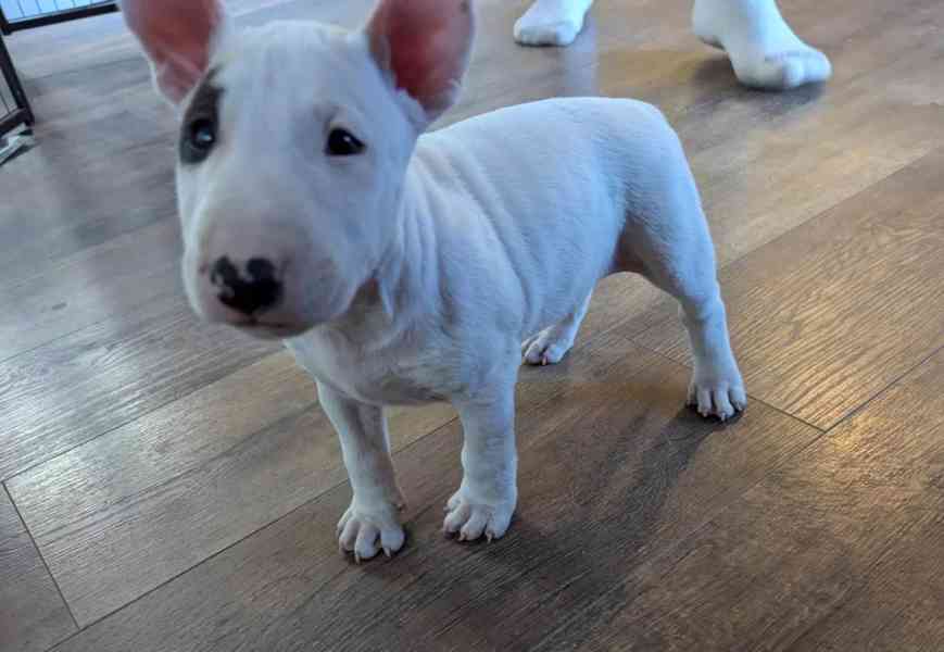 štěňata bulteriéra - foto 3