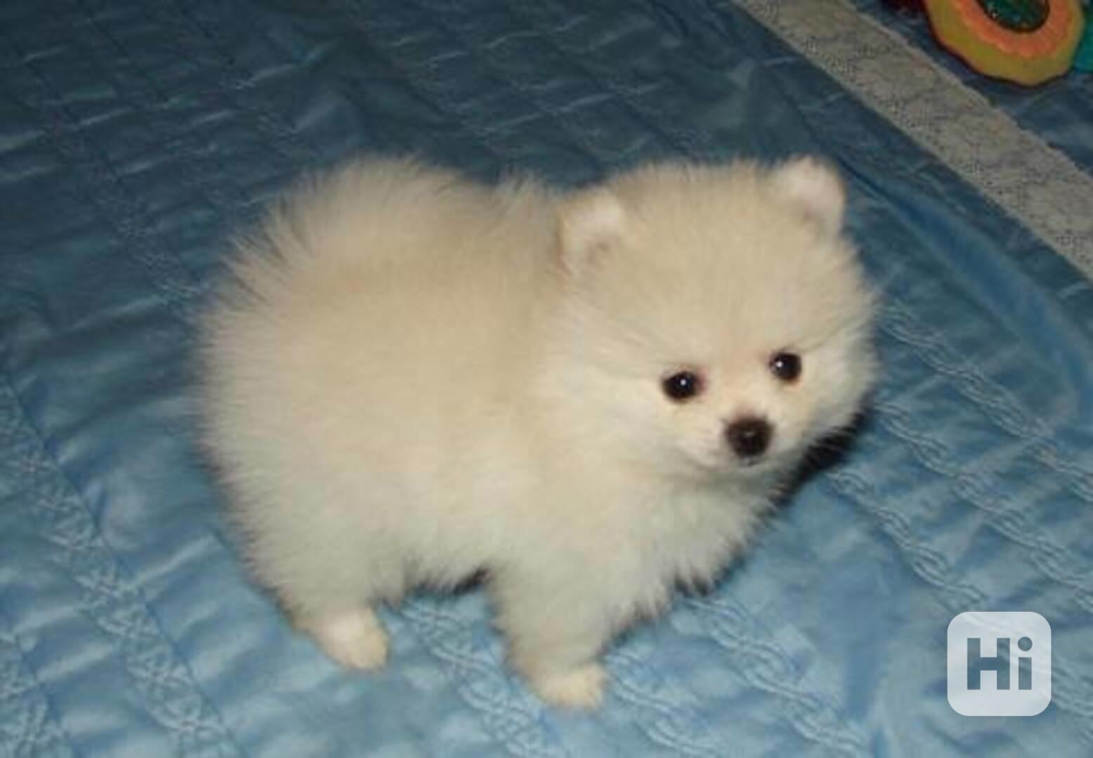 Rozkošná štěňata hračkářského pomeraniana milující domov - foto 1