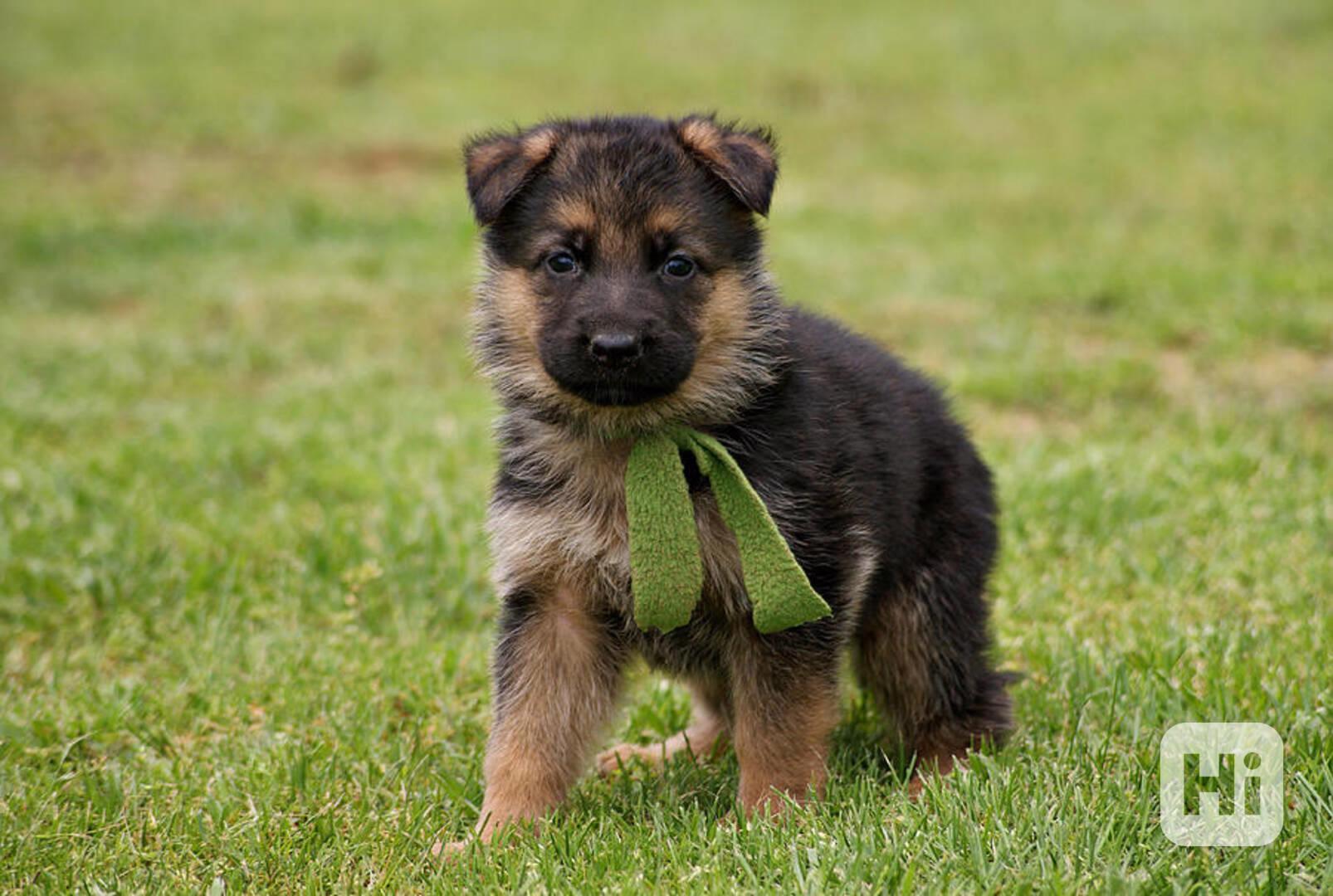 Německý ovčák - štěňata s PP - foto 1