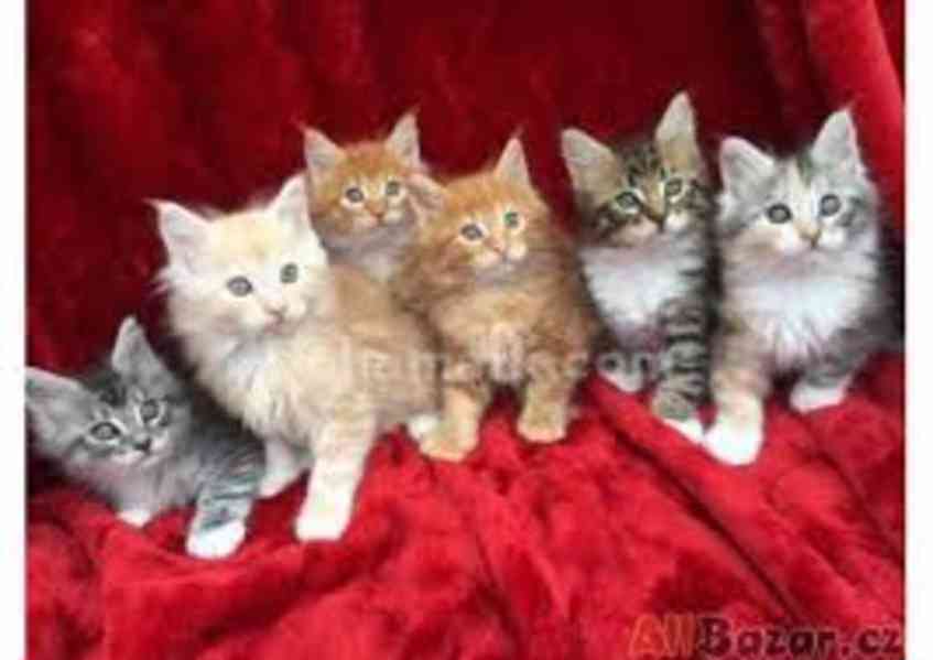 Krásná mainská mývalí koťátka k adopci