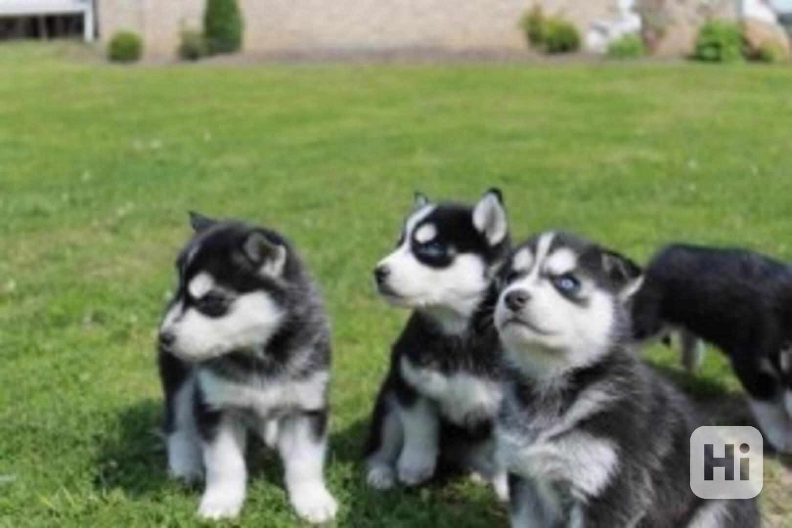Krásní sibiřští huskyové  - foto 1