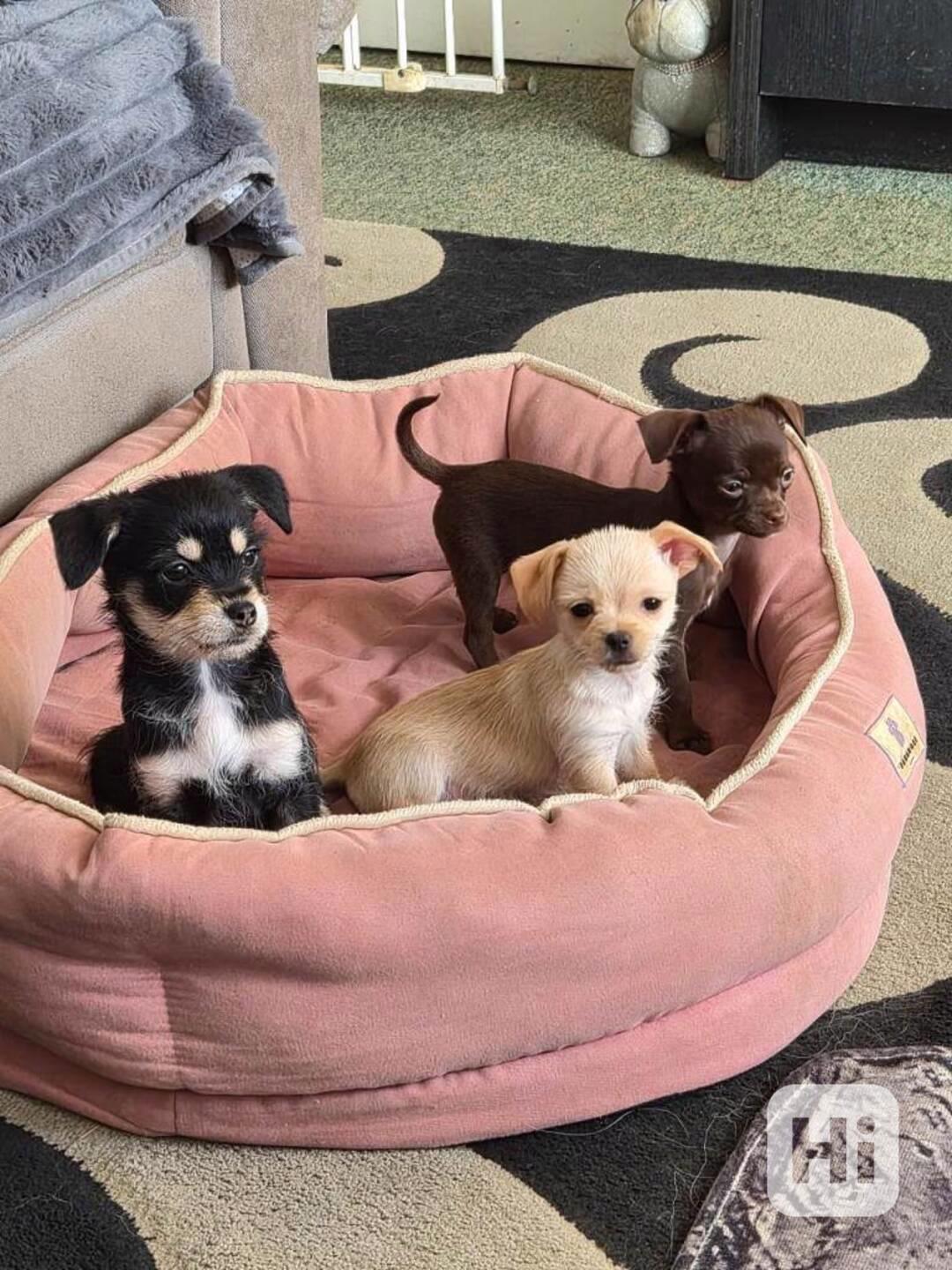 Mini Mini  Čivava - foto 1