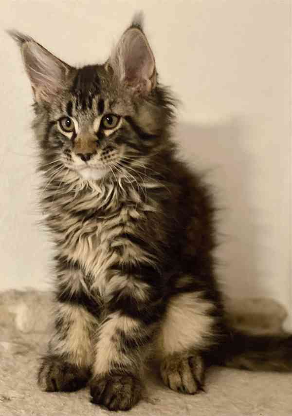 Mainská mývalí koťátka  - foto 1