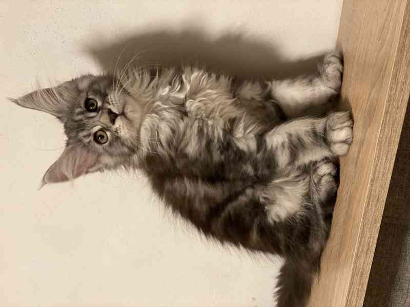 Mainská mývalí koťátka  - foto 3