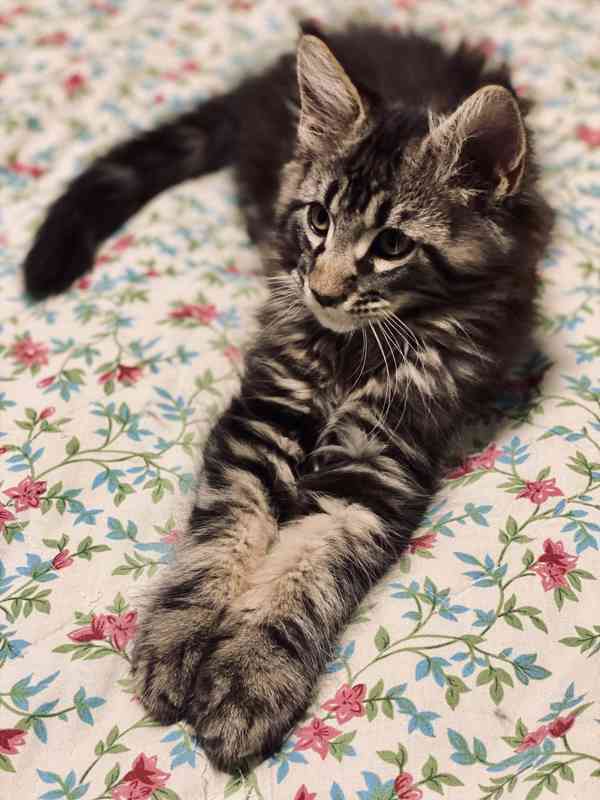 Mainská mývalí koťátka  - foto 2