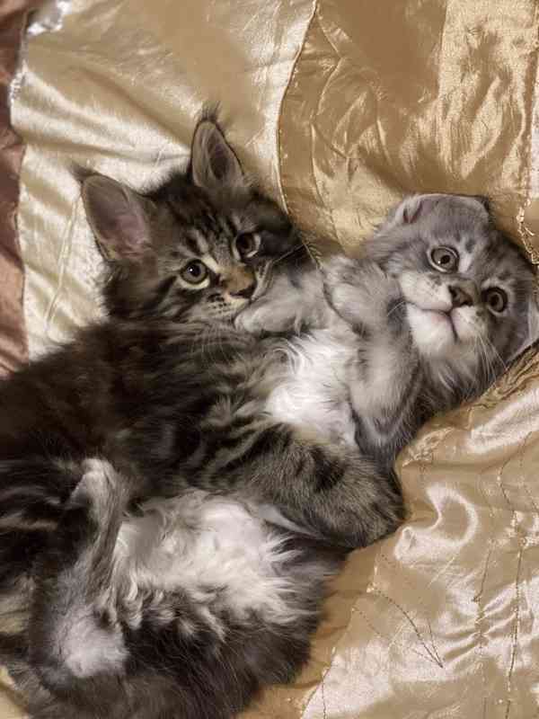 Mainská mývalí koťátka  - foto 5