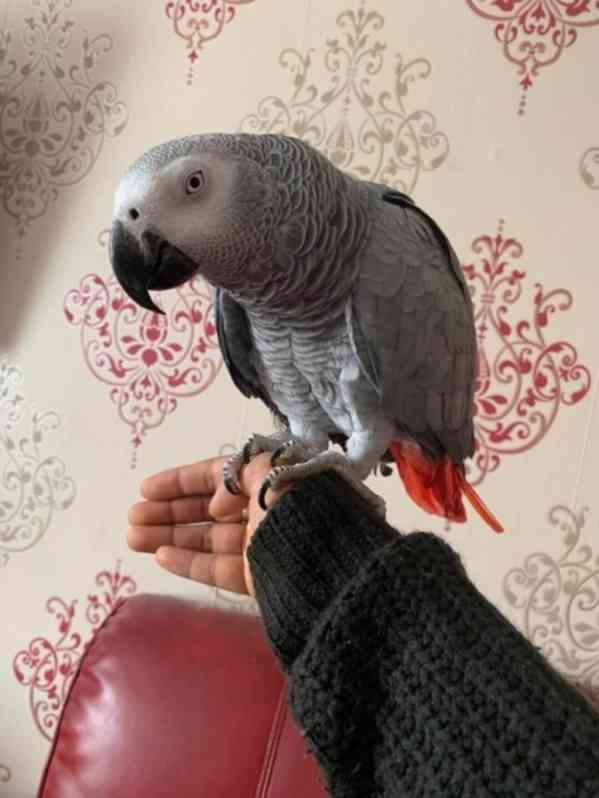 Prodám africký papoušek šedý